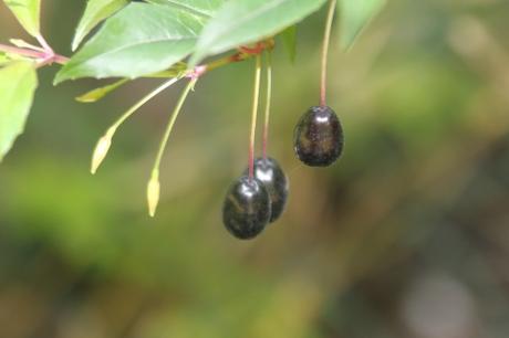 Fruits de fin d'été