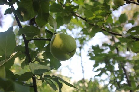 Fruits de fin d'été