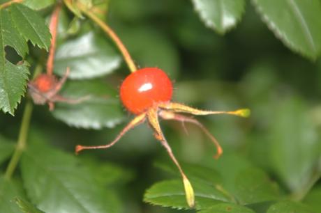 Fruits de fin d'été