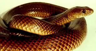 serpent-huile-serpent