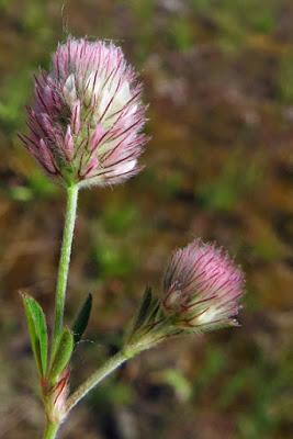 Des trèfles (1) : Trifolium arvense, Trèfle pied de lièvre