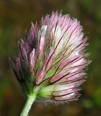 Des trèfles (1) : Trifolium arvense, Trèfle pied de lièvre
