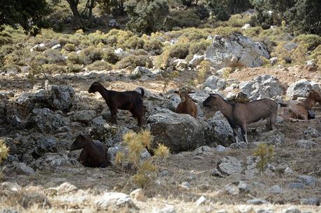 Kalimera from Crète & Santorin