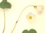 coeur Yamato, tome Mitsuba