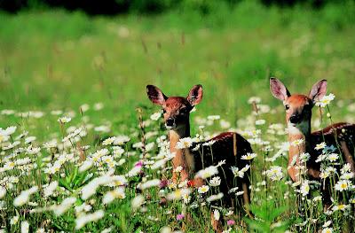 La chasse