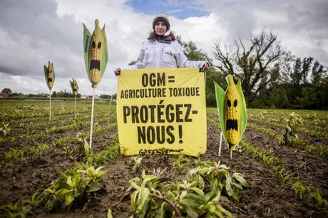 Le paradoxe européen face aux OGM