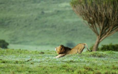 18KIMPNISHA32062924g