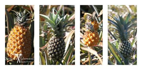 Ananas en 10 recettes