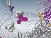 VIH: nouvel anticorps neutralisant suit virus trace Cell