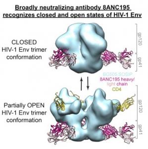 VIH: Un nouvel anticorps neutralisant qui suit le virus à la trace – Cell