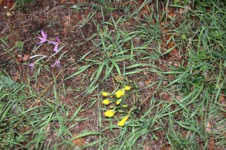 Sternbergia, le réveil