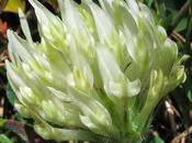 trèfles Trifolium montanum, Trèfle montagne