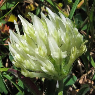Des trèfles (4) : Trifolium montanum, Trèfle de montagne