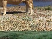 Rencontres avec vaches corses