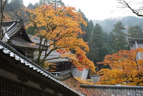 colorful leaves at Eiheiji