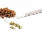 TABAC CANNABIS: interaction complexe cerveau Behavioural Brain Research