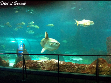 Voyage à Barcelone : 4éme Jour Visite de l'Aquarium de Barcelone