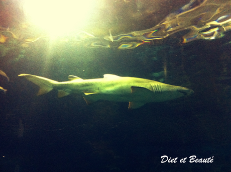 Voyage à Barcelone : 4éme Jour Visite de l'Aquarium de Barcelone