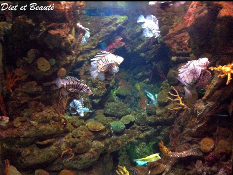 Voyage à Barcelone : 4éme Jour Visite de l'Aquarium de Barcelone