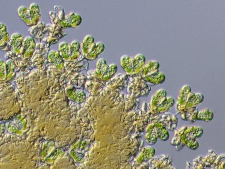 Cette algue capable de produire un carburant propre représente un véritable espoir pour la Terre