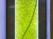 Cette algue capable produire carburant propre représente véritable espoir pour Terre