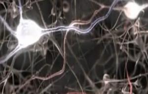 VISION: 2 yeux, 1 image, mais comment le cerveau fait sa synthèse? – Current Biology
