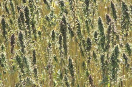 C'est quoi, ce truc ? Du chanvre ?