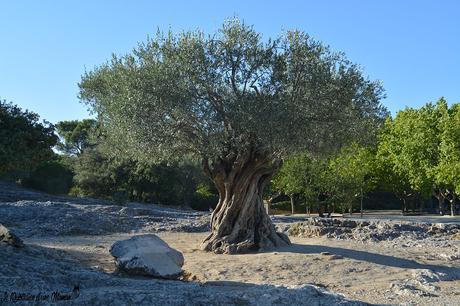 ☼ Une après-midi au Pont du Gard ☼ Le Pont du Gard (18)