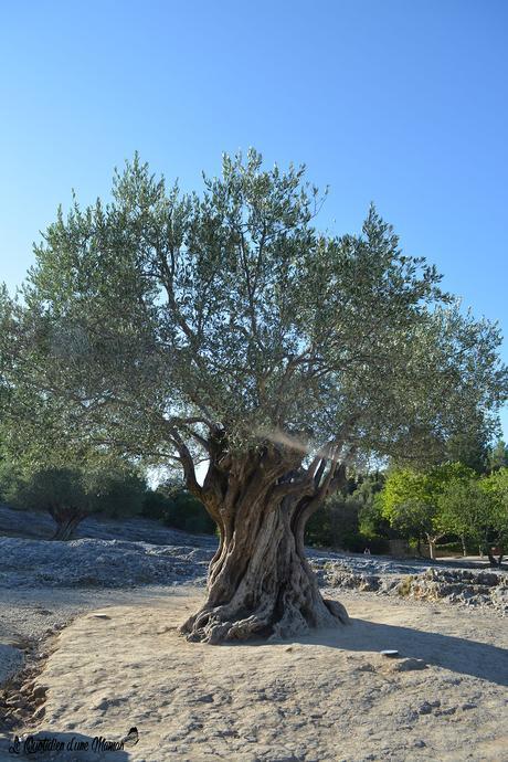 ☼ Une après-midi au Pont du Gard ☼ Le Pont du Gard (19)