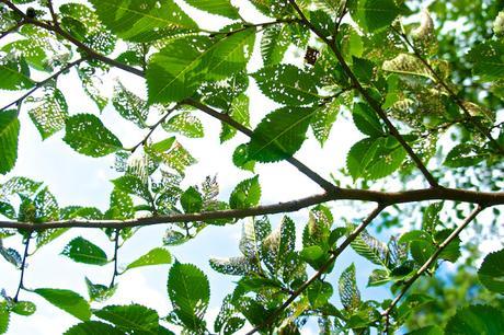 Petit coin du ciel Petit coin du ciel