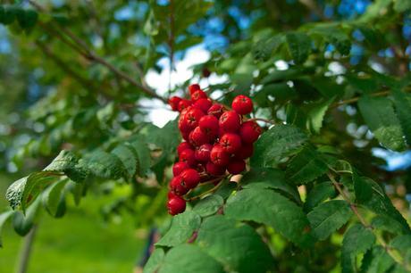 Petit coin du ciel Petit coin du ciel