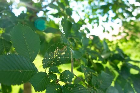 Petit coin du ciel Petit coin du ciel