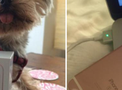 Elle aura reçu iPhone avant tout monde