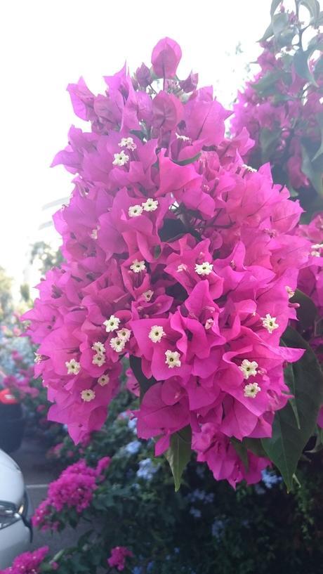 My Trip to Corsica #2 : Bastia & Propriano My Trip to Corsica #2 : Bastia & Propriano