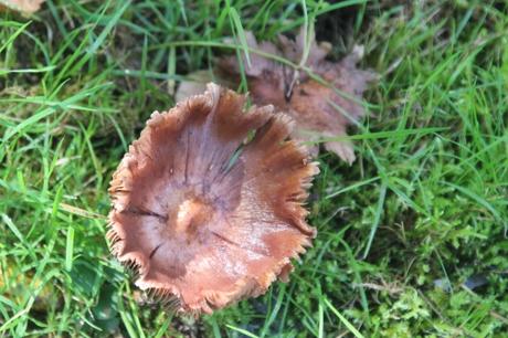 Après la pluie, les champignons