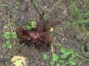 Après pluie, champignons