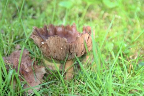 Après la pluie, les champignons