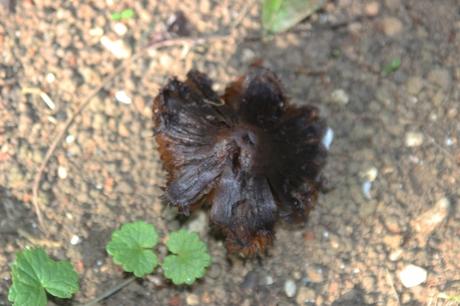 Après la pluie, les champignons