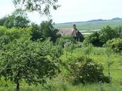 forêt nous, alors plantons arbres