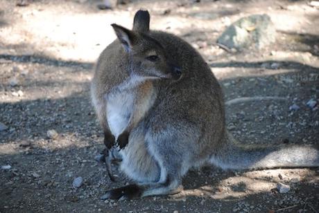 (2) Le wallaby de Bennett.