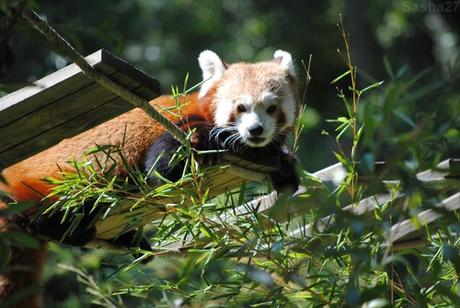 (14) Ying, le mâle panda roux.