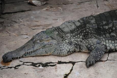 (5) Le crocodile à museau allongé d'Afrique.