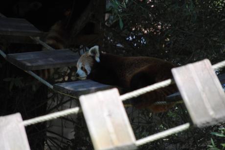 (1) Ying, le mâle panda roux.