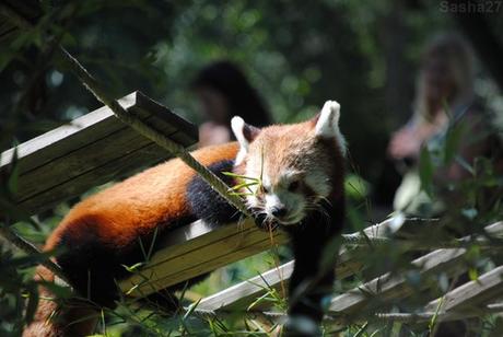 (7) Ying, le mâle panda roux.