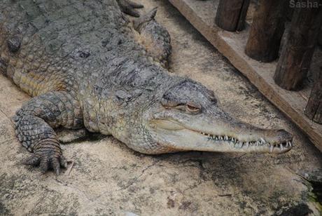 (3) Le crocodile à museau allongé d'Afrique.
