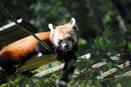 (10) Ying, le mâle panda roux.