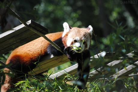 (9) Ying, le mâle panda roux.