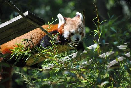 (15) Ying, le mâle panda roux.