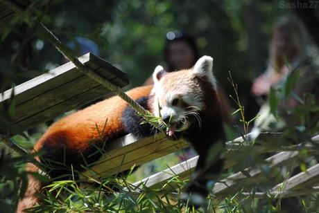 (6) Ying, le mâle panda roux.