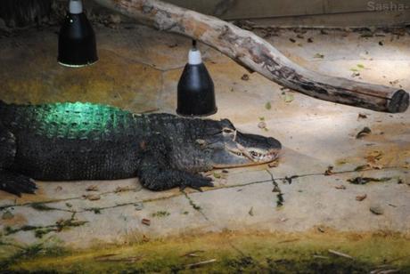 (3) L'alligator du Mississippi.